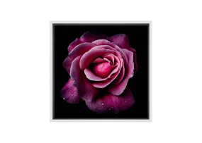 Deep Pink Rose | Canvas Wall Art Print